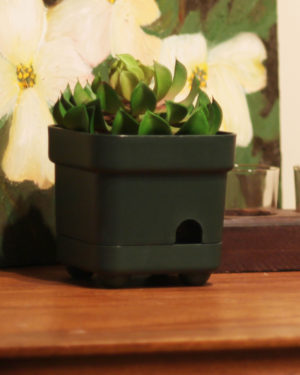 PREMIUM OMNIEYE PLANT WITH OPTIONAL AC POWER